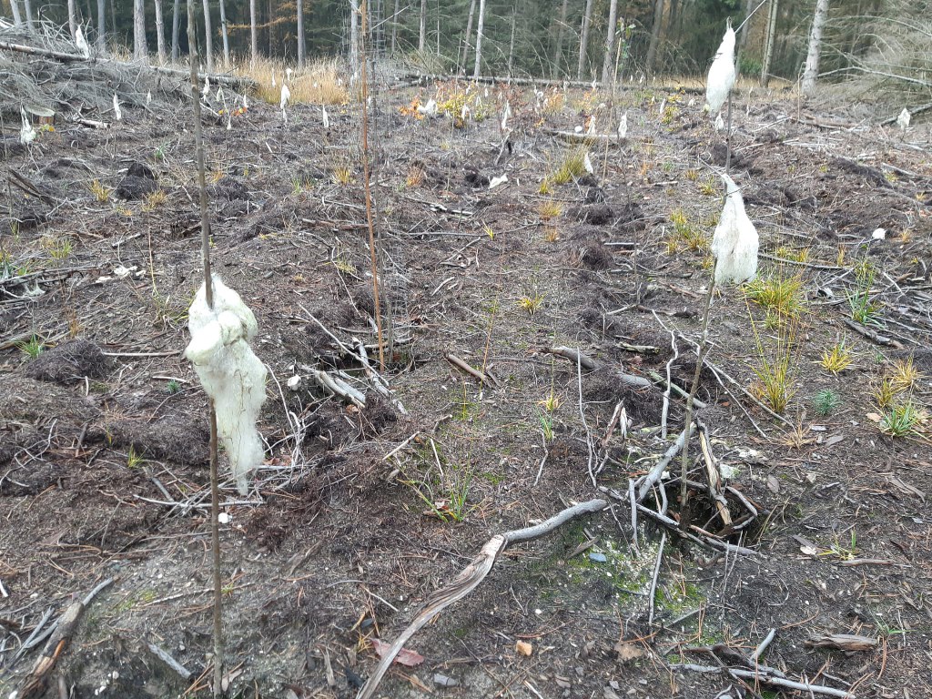 Boswandeling-9